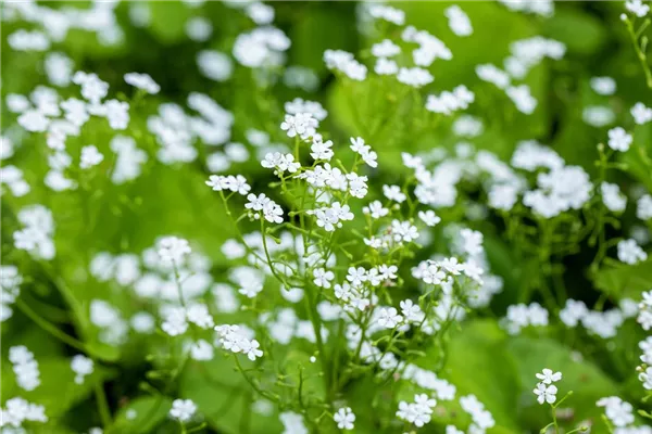 Garten-Kaukasusvergissmeinnicht 'Betty Bowring'