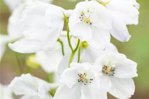 Verzweigter Garten-Rittersporn 'Schneewittchen'