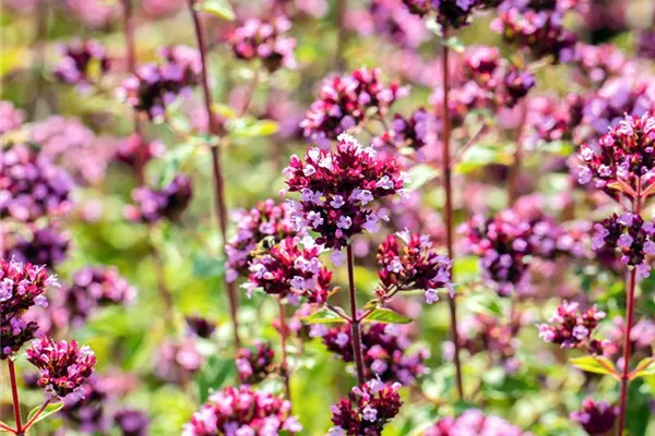 Garten-Blüten-Dost 'Purple Charm'