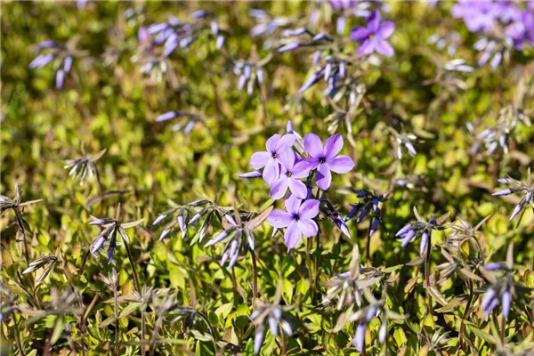 Wander-Phlox 'Red Ridge'