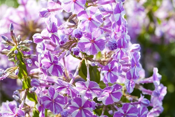 Garten-Teppich-Flammenblume