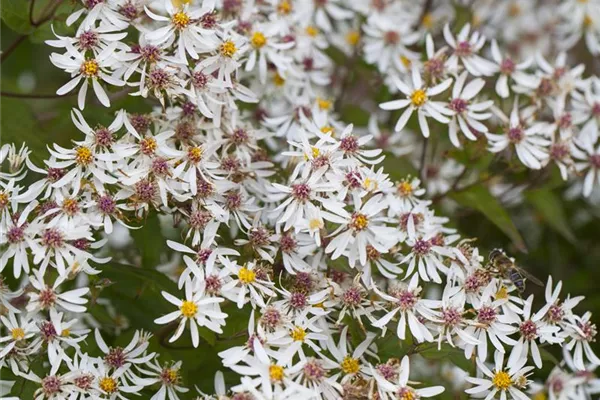 Sperrige Garten-Aster 'Beht Chatto'