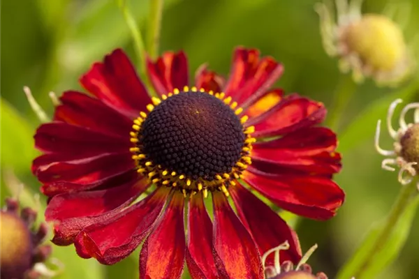 Garten-Sonnenbraut