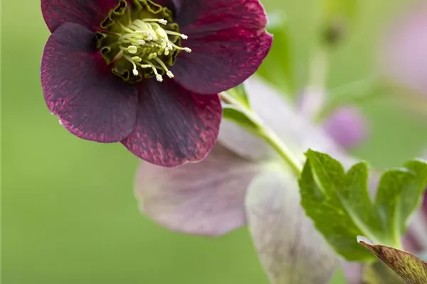 Orientalischer Nieswurz, 'Pretty Ellen Red'