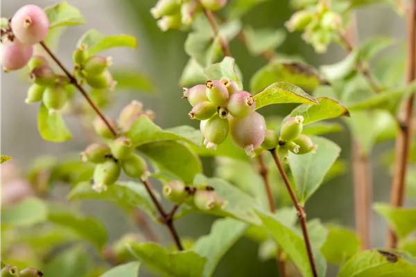 Niedrige Purpurbeere 'Hancock'