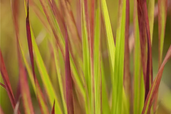 Garten-Blutgras