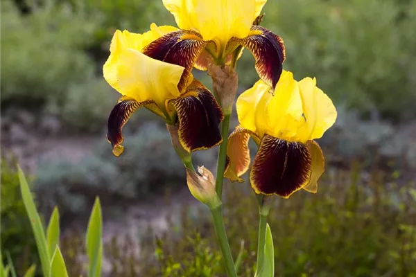 Hohe Garten-Schwertlilie