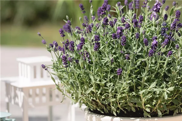 Zwergiger Garten-Lavendel 'Dwarf Blue'
