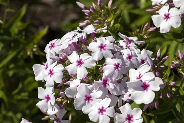 Hohe Garten-Flammenblume 'White Eye Flame'®