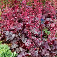 Heuchera Cultivars - Glitter.jpg