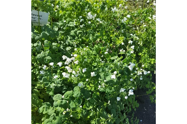 Garten-Wiesenraute 'Splendide White'®