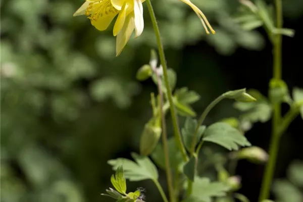 Langspornige Garten-Akelei 'Yellow Queen'