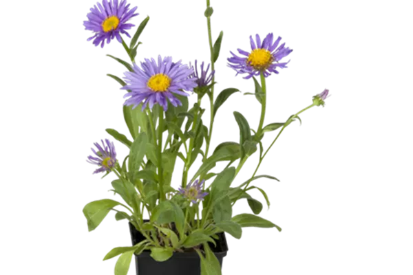 Sommer-Aster