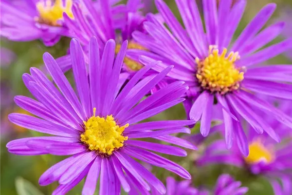 Garten-Sommer-Aster 'Butzemann'