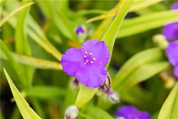 Garten-Dreimasterblume 'Zwanenburg Blue'