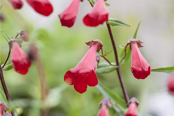 Penstemon-Hybriden 'Schönholzeri'