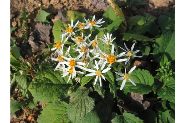 Herzblatt-Aster 'Albus'