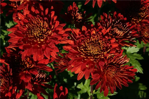 Chrysanteme 'Brennpunkt'