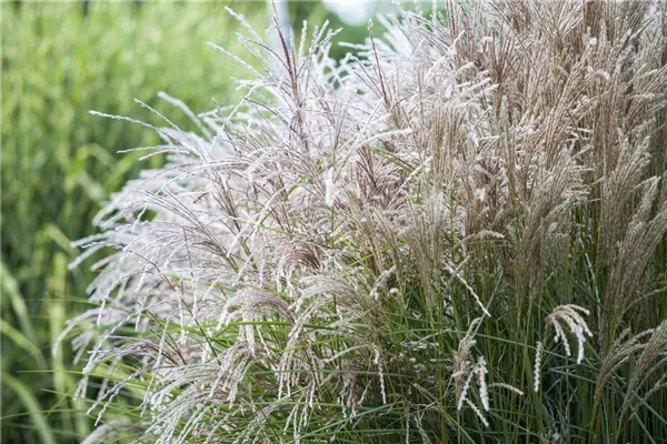 Garten-Chinaschilf 'Blütenwunder'