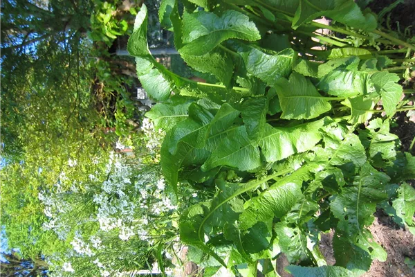 Gewöhnlicher Meerrettich