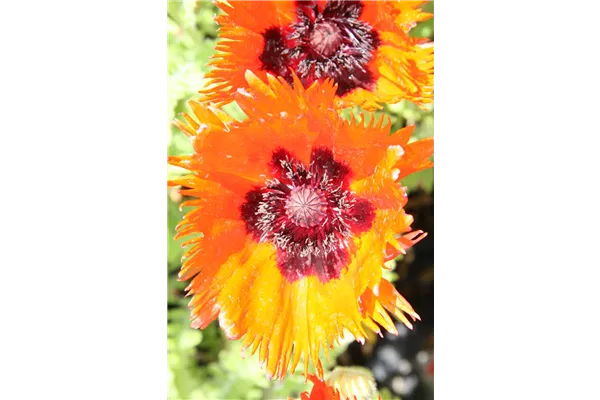 Orientalischer Garten-Mohn 'Türkenlouis'