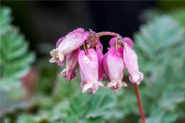 Zwergige Garten-Herzblume 'Luxuriant'
