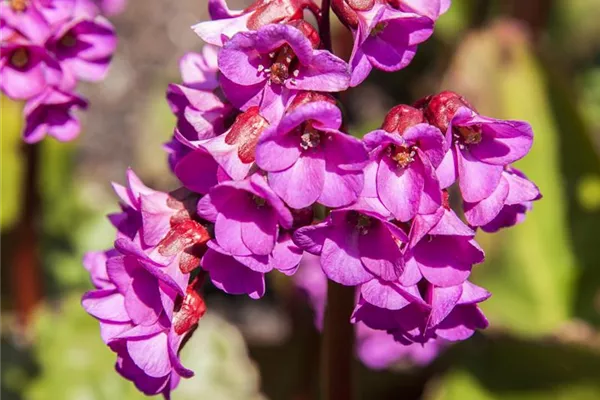 Garten-Bergenie 'Rotblum'