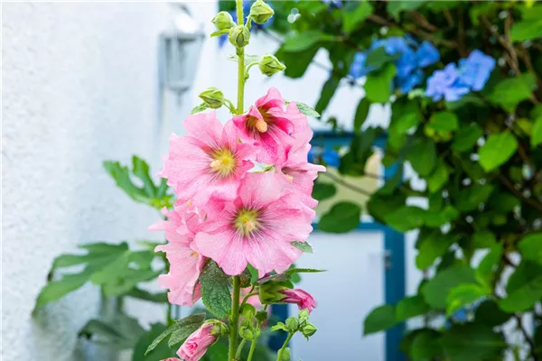 Feigenblättrige Stockrose
