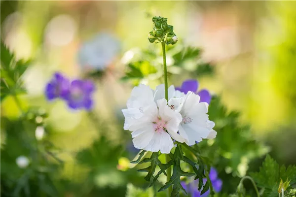 Garten-Moschus-Malve 'Alba'
