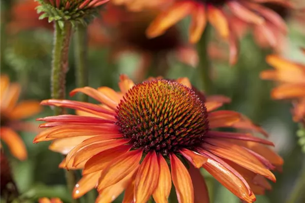 Garten-Scheinsonnenhut 'LaKota® Orange'